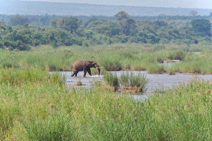 Excursão de meio dia pelo Parque Nacional Kruger saindo de Hoedspruit