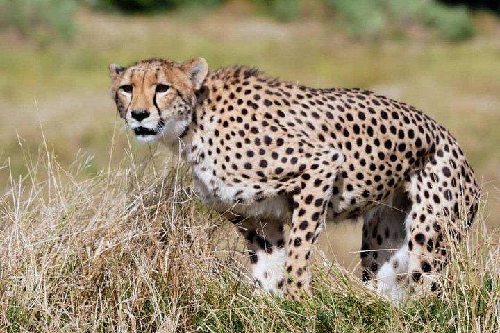 2 Day, 1 Night Khwai Camping Safari