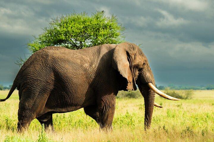 Desde Arusha : 6 Días Safari Privado Eastern Great Rift Valley