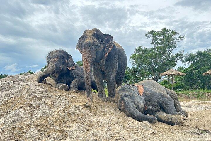 Phuket: Paseo por la naturaleza de elefantes - Visita guiada con transporte