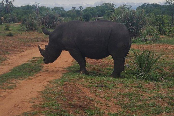 Game Drive and Rhino Walk
