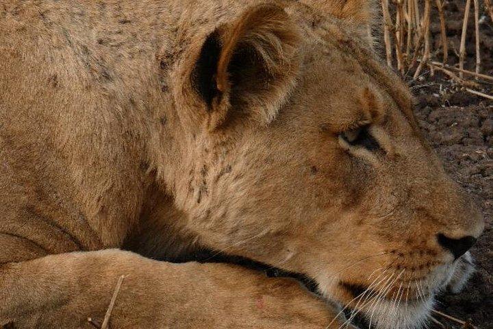 Game Drive and Rhino Walk