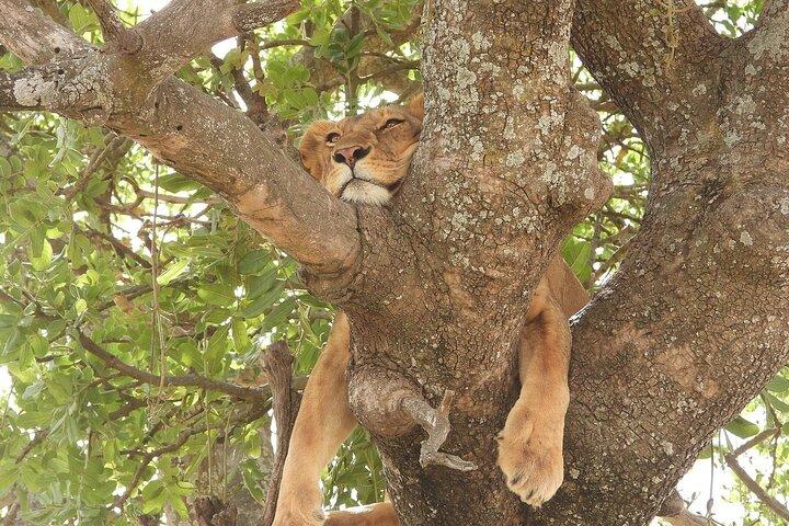 4-dages privat Arusha safari tur