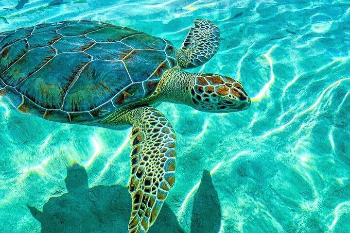 Nassau: 3 îles Cochons, Tortues,Snorkel & Beach Club avec déjeuner
