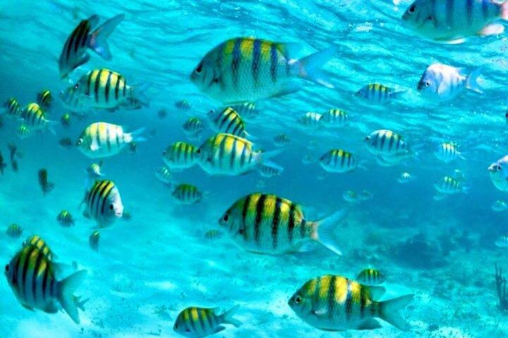 Nassau: 3 îles Cochons, Tortues,Snorkel & Beach Club avec déjeuner