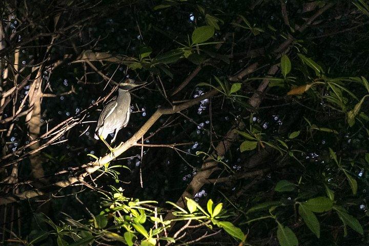 サンファンからのファハルド生物発光ベイナイトカヤックアドベンチャー