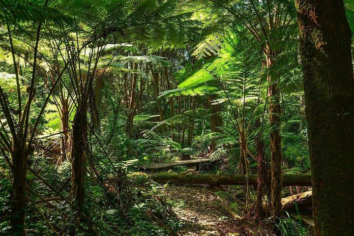エル・ユンケ国立森林公園とルキージョ・キオスクのコンボ