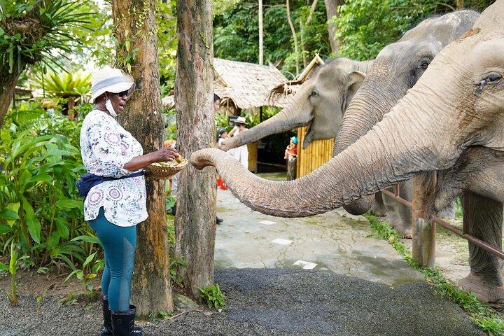 Feed Me Banana Elephant Experience Actividad corta