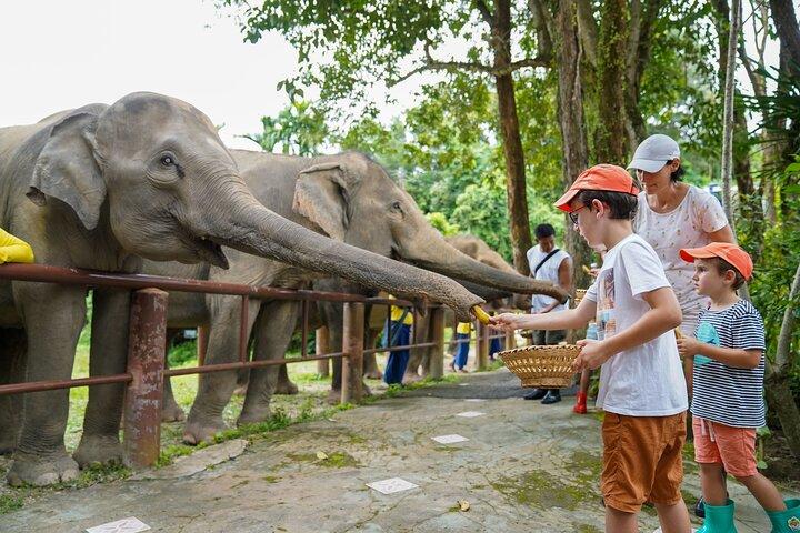 Feed Me Banana Elephant Experience Actividad corta