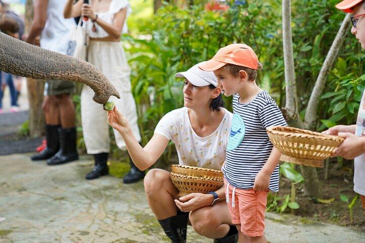Feed Me Banana Elephant Experience Actividad corta
