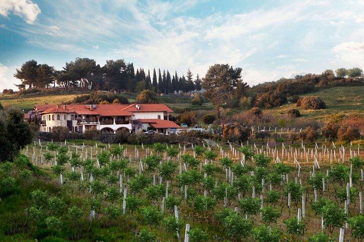 PER I CROCIERI: Degustazione di vino privata del porto di Kusadasi e tour di Efeso