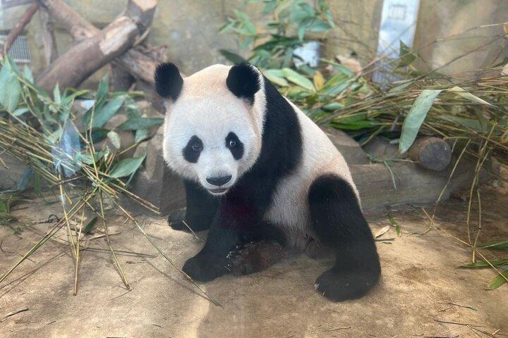 Panda Valley og Dujiangyan Privat tur