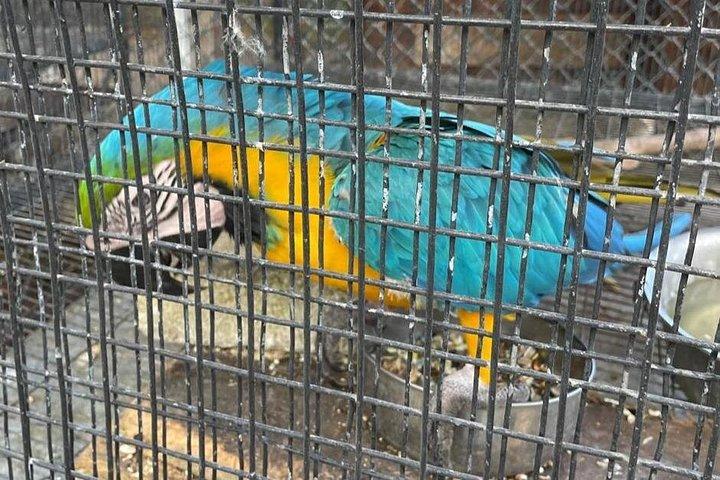ファーンガリーとコノコ滝と公園へのツアー