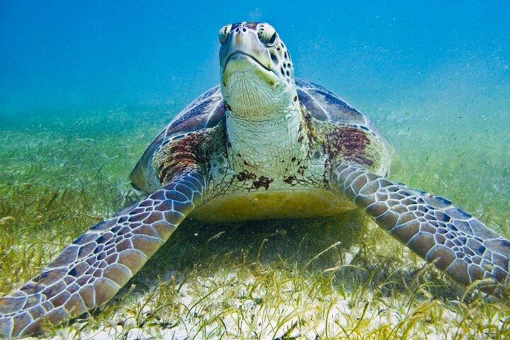 Privat sköldpadda Snorkel äventyr i Akumal