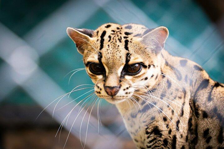 Djurliv och vattenvägar: Jaguar Rescue & Tortuguero Canals Tour