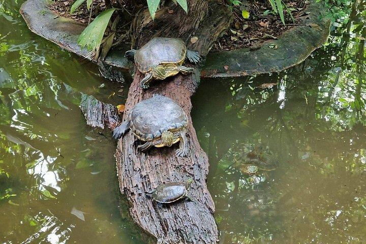 カウイータ国立公園のあるジャガーレスキューセンターの一日