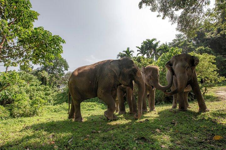 Feed Me Banana Elephant Experience Actividad corta