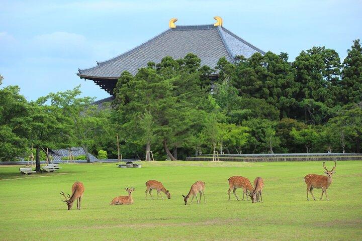 超特急奈良＆京都プライベート1日ツアー（東京発）