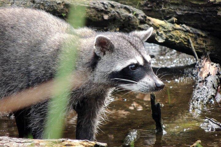 カウイータ国立公園のあるジャガーレスキューセンターの一日