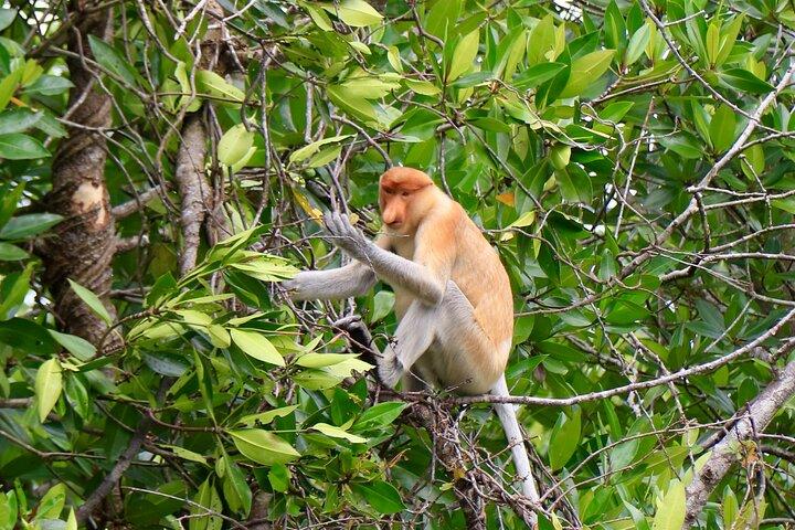 Safari en Brunei Mangrove River