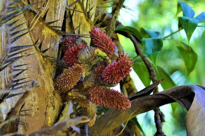Experience Khao Sok Jungle Escape Half Day Half Night