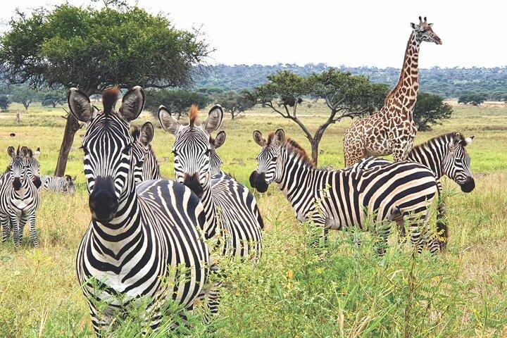 5-Days Masai Mara and Lake Nakuru Lodge Safari