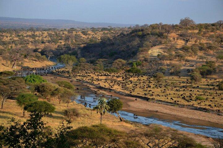 5-Days Masai Mara and Lake Nakuru Lodge Safari