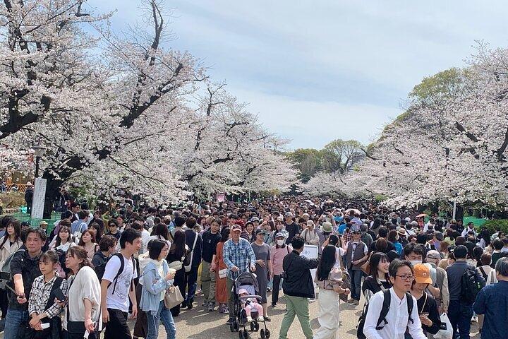 Tokyo Sightseeing / Stadstour met privéauto met Engelse Gids