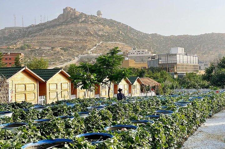 City of Roses Tour de Jeddah para Taif