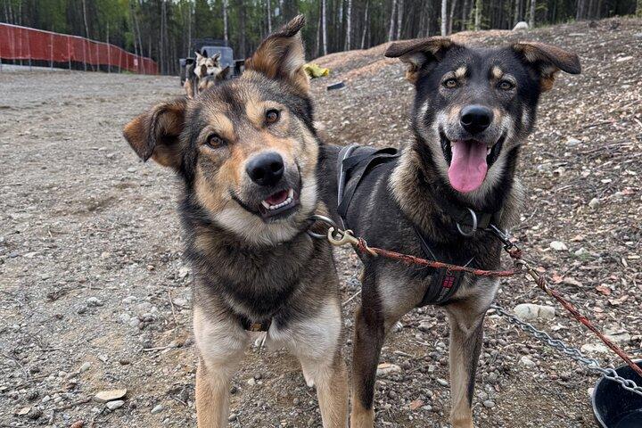 Anchorage's Authentic Dog Sledding Experiência