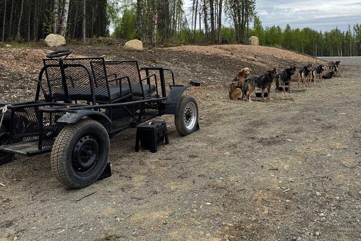 Anchorage's Authentic Dog Sledding Experiência