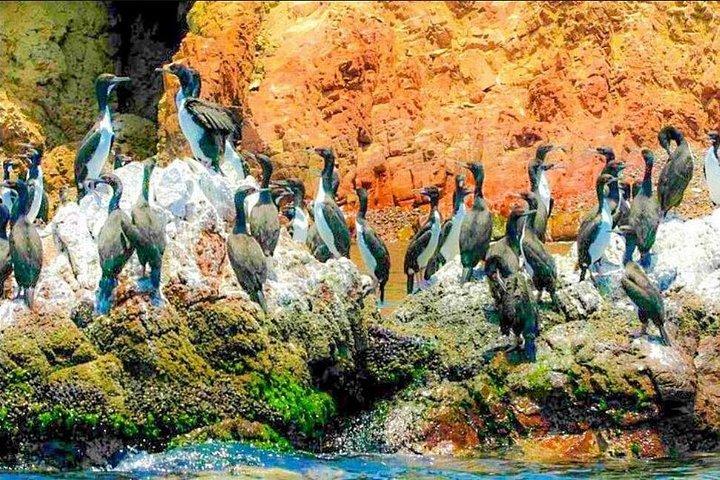 ピスコルート、ワカチナ島、バレスタス島