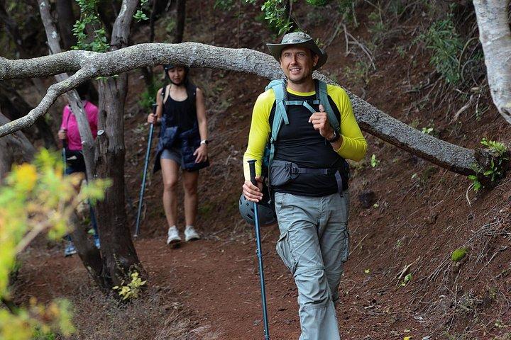 アナガ山脈と魅惑の森、テネリフェハイキングツアー