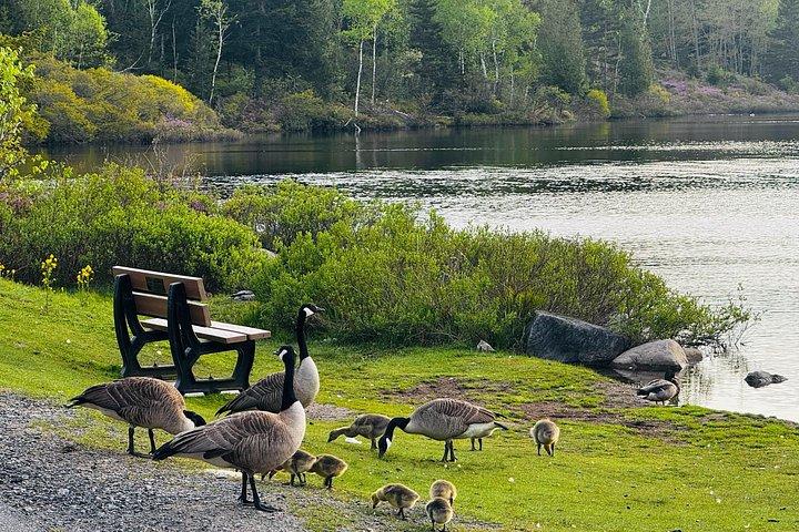 Bay Of Fundy Guided Tour