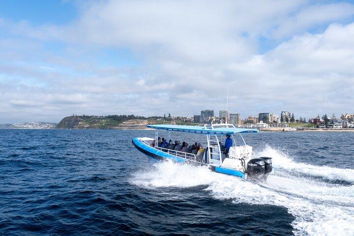 Humpback Whale Encounter Tour fra Newcastle