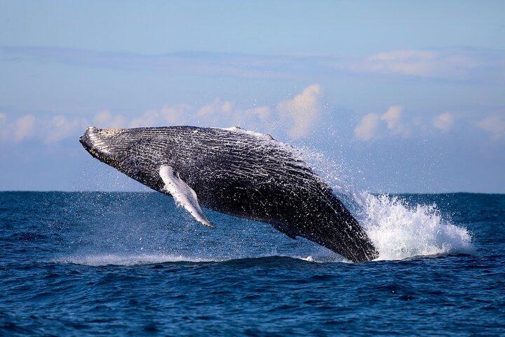 Humpback Whale Encounter Tour fra Newcastle