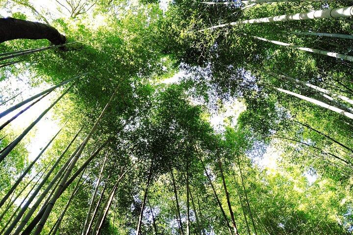 京都： 嵐山竹林のセレネ朝散歩