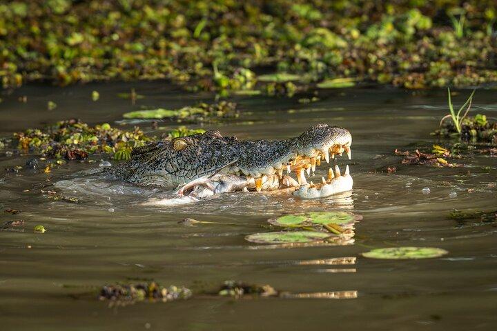 ダーウィン送迎バスで行く壮大なジャンプワニクルーズ