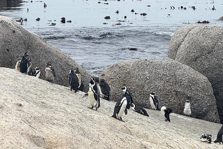 Cape Point, Boulders Beach Penguin Colony & Table Mountain Tour