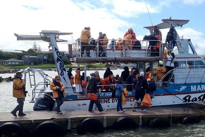 Boat Based Whale Watching from Hermanus
