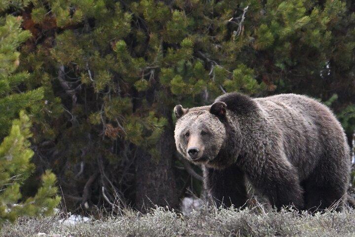 Parc national de Grand Teton - Visite privée au lever du soleil au départ de Jackson Hole