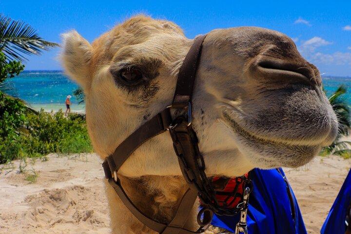 リビエラマヤのキャメルエクスペディション＆ビーチクラブ