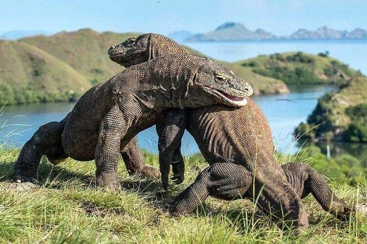コモド島1泊2日バリ島発フライト付き