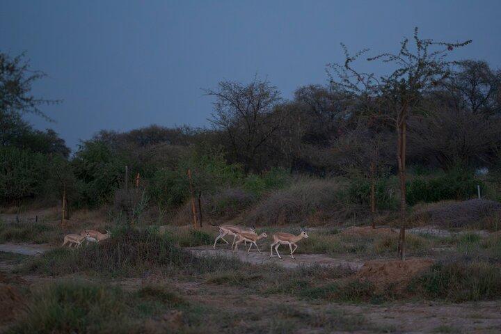 Dubaï: Safari nocturne dans le désert avec balade à dos de chameau et observation des étoiles