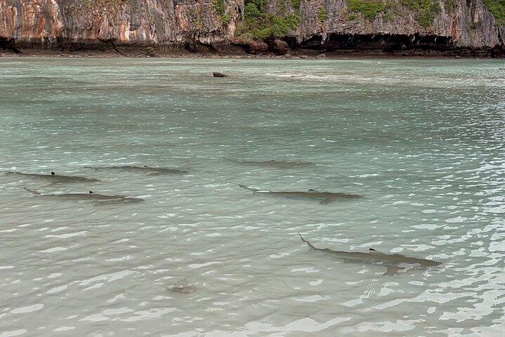 Phi Phi Early Bird & 4 Islands - Tagestour mit dem Schnellboot von Krabi