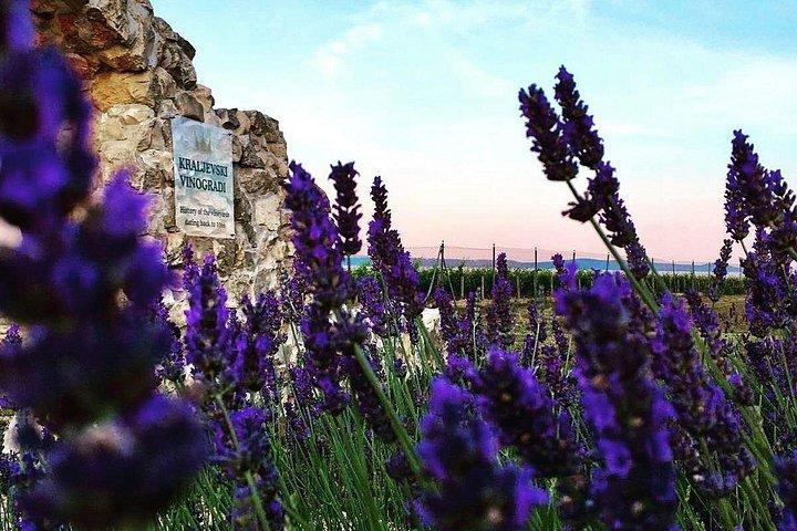 カブリオツアー： ニン旧市街、塩の家、王立ブドウ園
