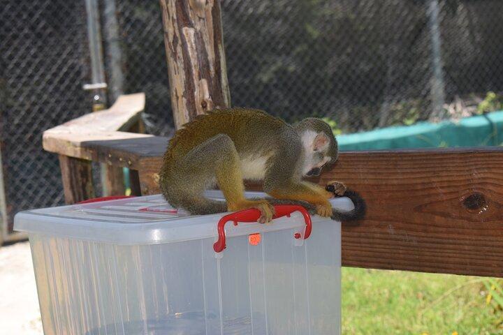 Monkey Tour og historiske centrum (Puerto Plata)