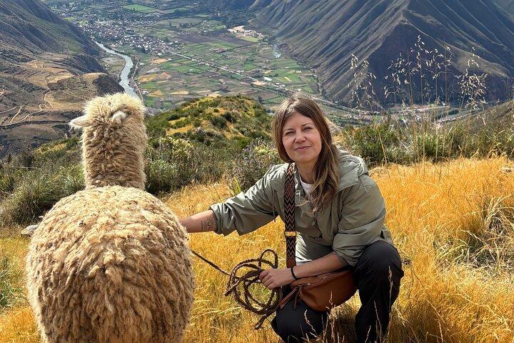 Alpaca Passeggiata sulla Valle Sacra degli Incas da Cusco