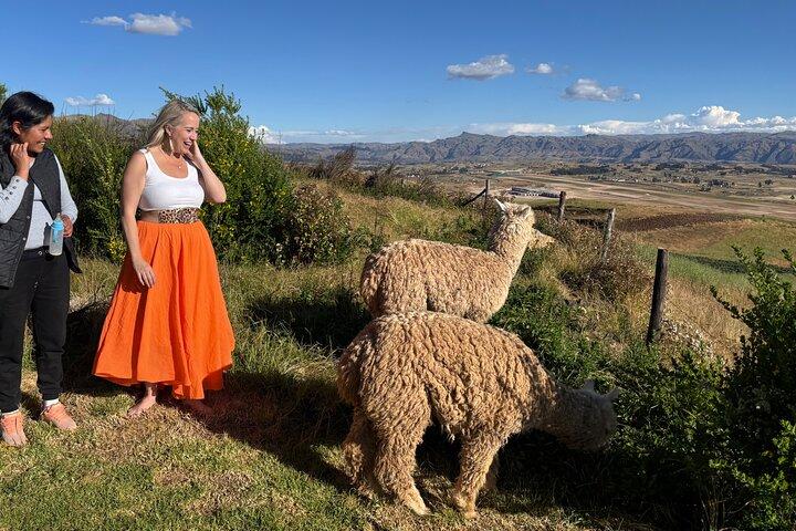 Alpaca Passeggiata sulla Valle Sacra degli Incas da Cusco