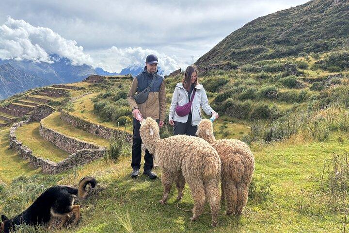 Alpaca Passeggiata sulla Valle Sacra degli Incas da Cusco